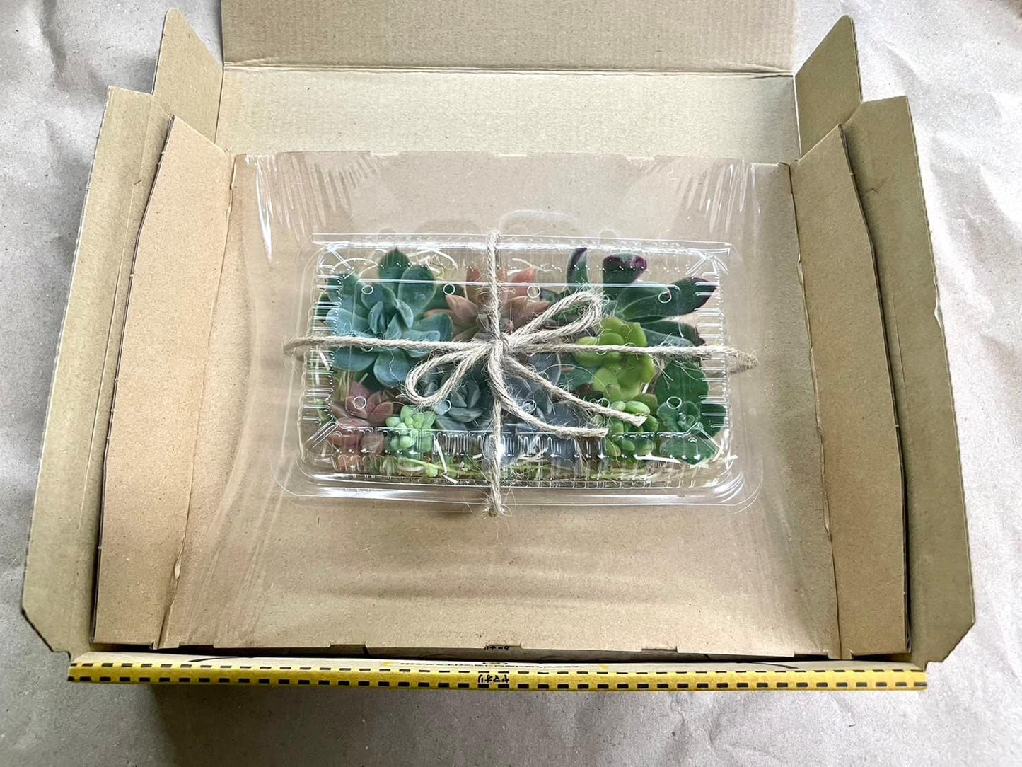 多肉植物 カット苗12種おまかせセット|寄せ植え用・本物苗