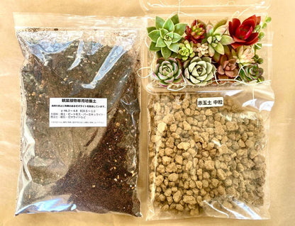 多肉植物 カット苗12種おまかせセット｜培養土1L＋赤玉土付き・ブリキ缶おまけ付き