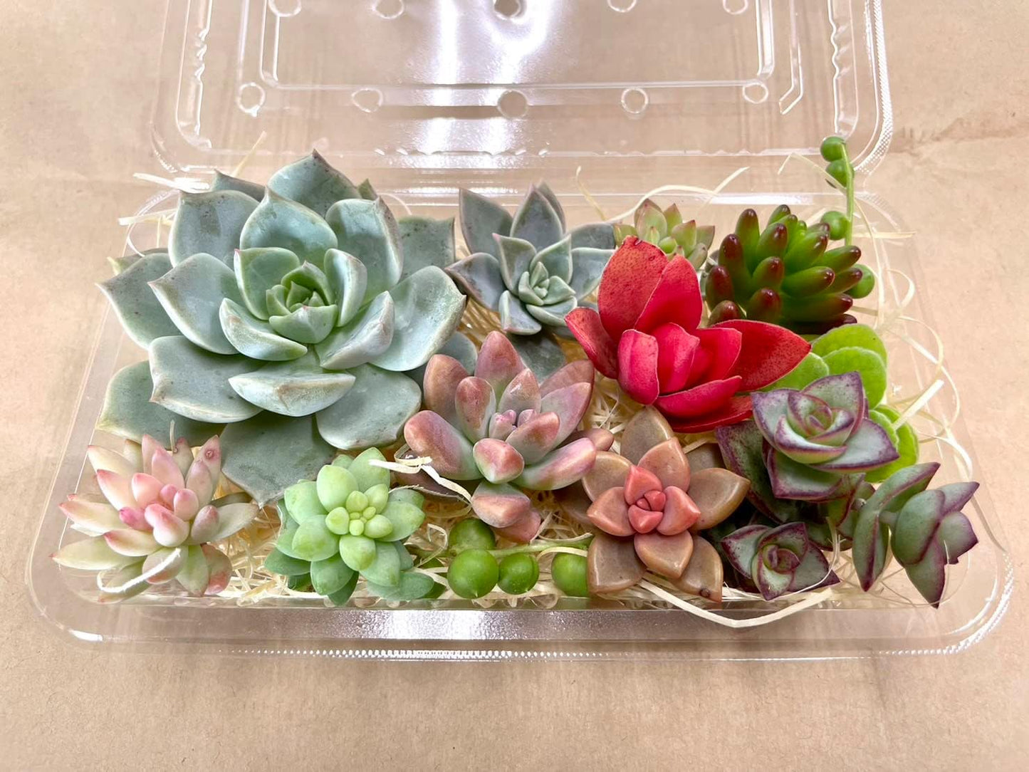 多肉植物 カット苗12種おまかせセット｜寄せ植え用・本物苗