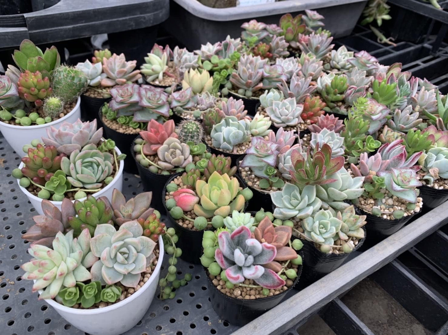 多肉植物 カット苗12種おまかせセット｜寄せ植え用・本物苗