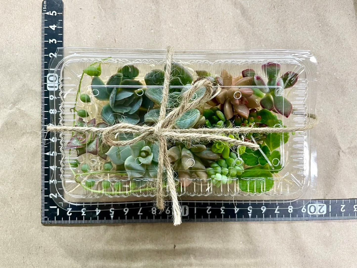 多肉植物 カット苗12種おまかせセット｜培養土1L＋赤玉土付き・ブリキ缶おまけ付き