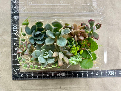 多肉植物 カット苗12種おまかせセット｜培養土1L＋赤玉土付き・ブリキ缶おまけ付き