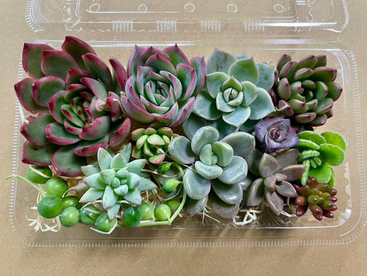 多肉植物 カット苗12種おまかせセット｜韓国苗4種入り・ランダムミックス