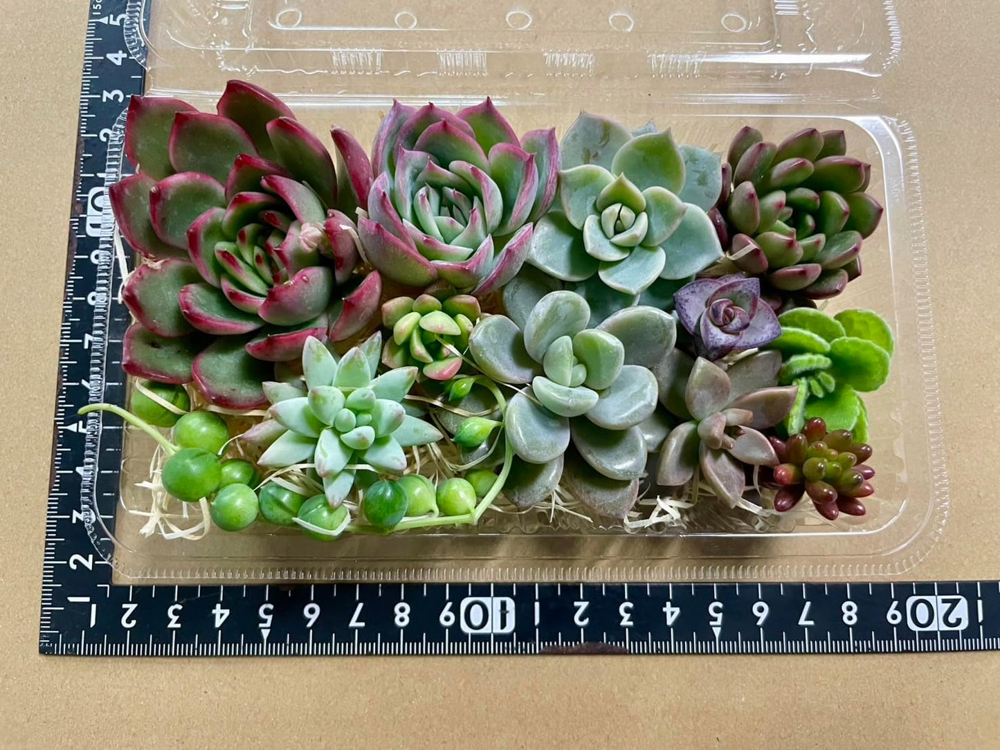 多肉植物 カット苗12種おまかせセット｜韓国苗4種入り・ランダムミックス
