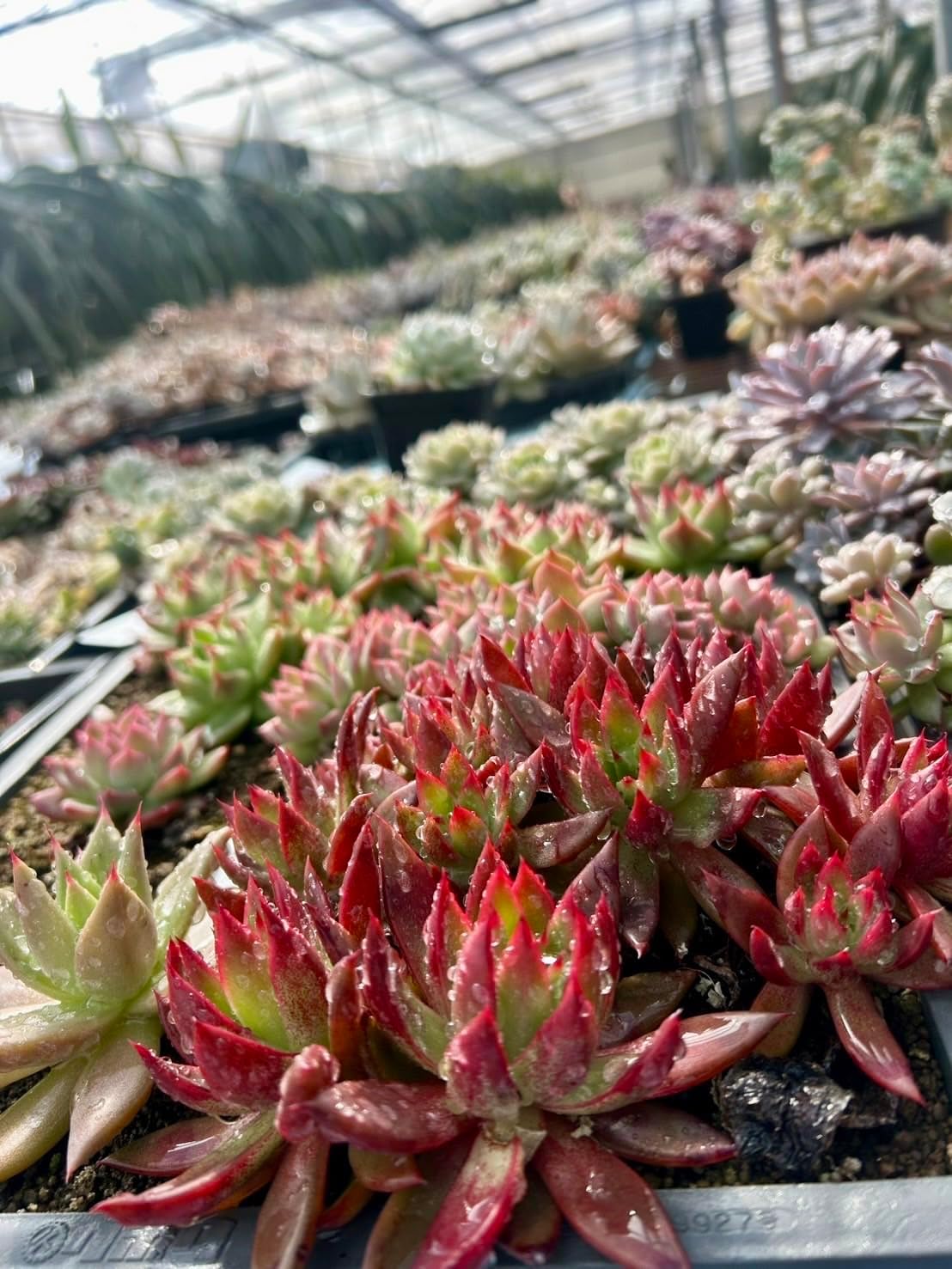 多肉植物 カット苗12種おまかせセット｜韓国苗4種入り・ランダムミックス