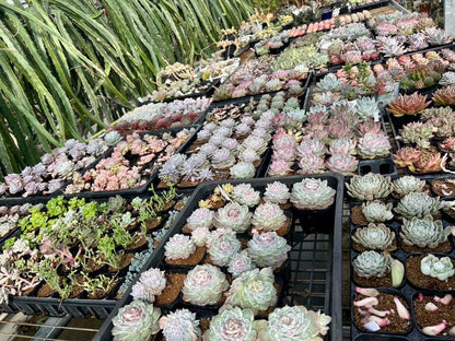 多肉植物 カット苗12種おまかせセット｜韓国苗4種入り・ランダムミックス