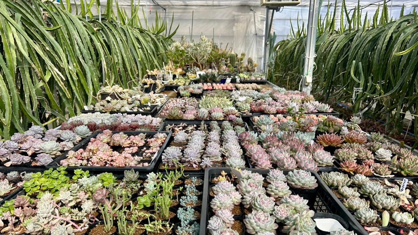 多肉植物 カット苗12種おまかせセット｜韓国苗4種入り・ランダムミックス